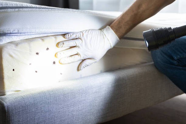 Best Bed Bug Extermination  in Redondo Beach, CA