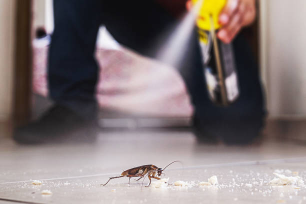 Best Wasp Removal Services  in Redondo Beach, CA
