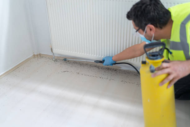Best Local Pest Control Services  in Redondo Beach, CA