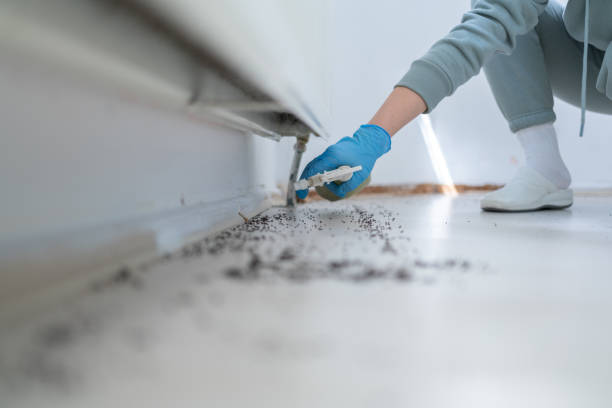 Best Insect Control  in Redondo Beach, CA